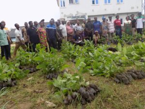Distribution of improved cocoa seedlings to farmers after a Farmers Field School, to encourage sustainable and eco-friendly cocoa farming practices.
