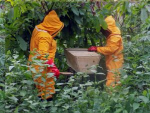 Honey harvesting by Eco-guards
